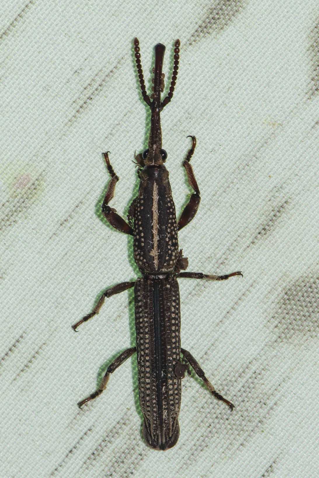 Hormocerus