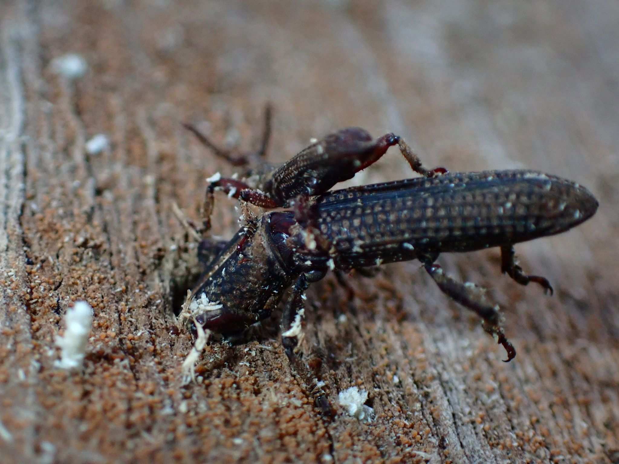 Hormocerus