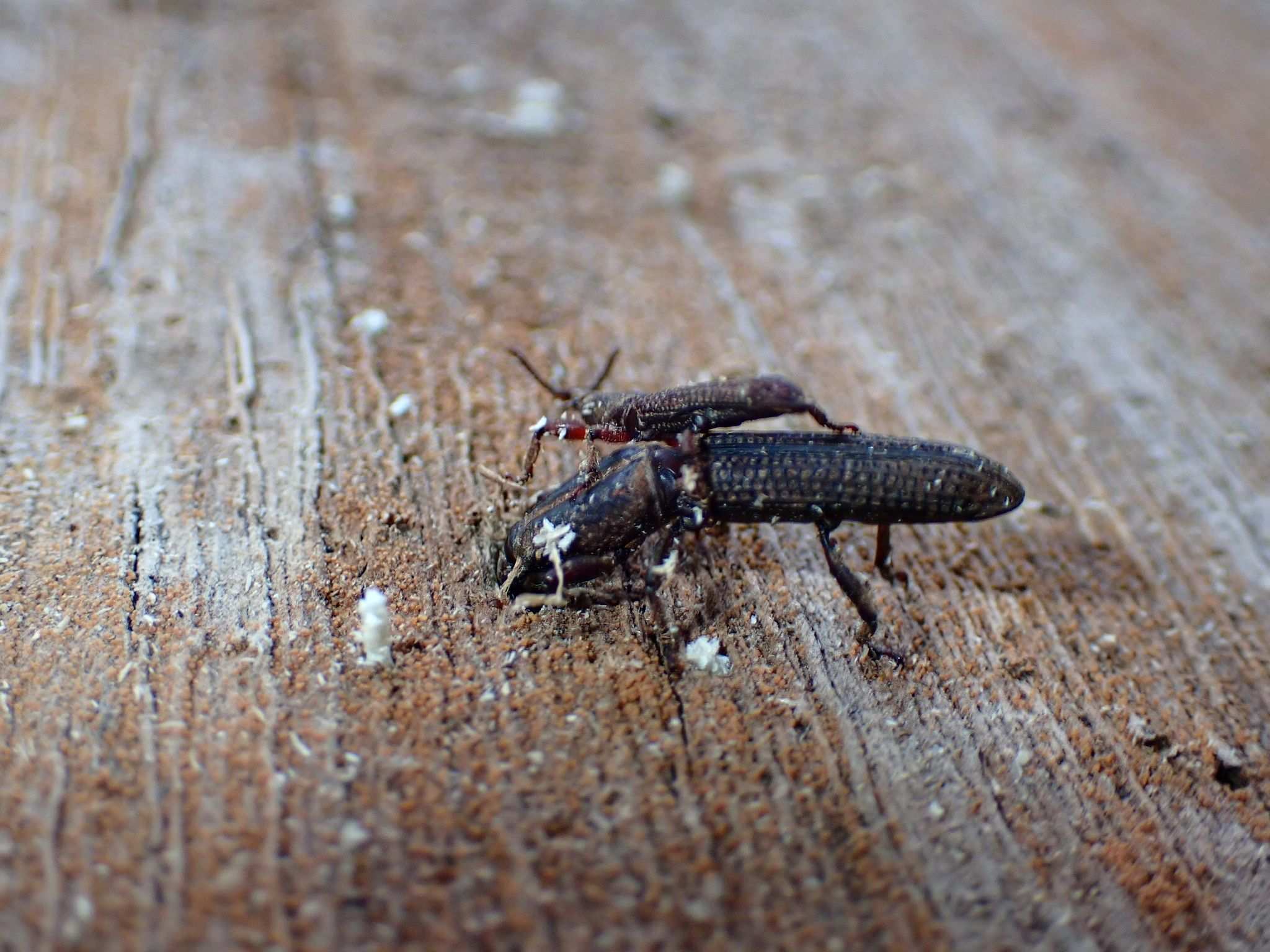 Hormocerus