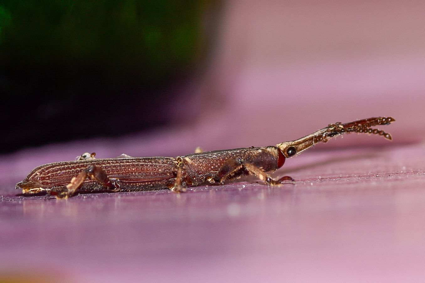 Hormocerus