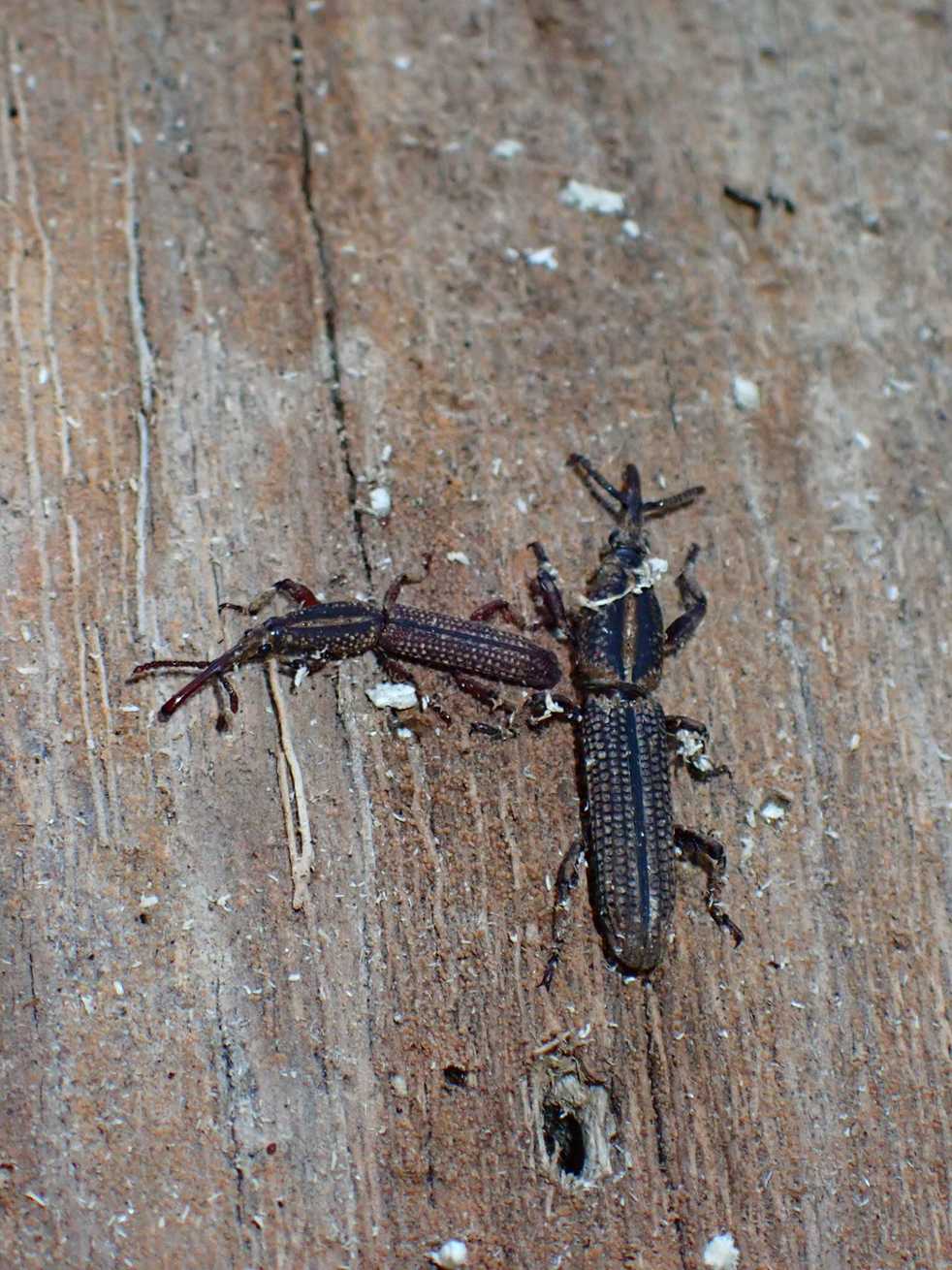 Hormocerus
