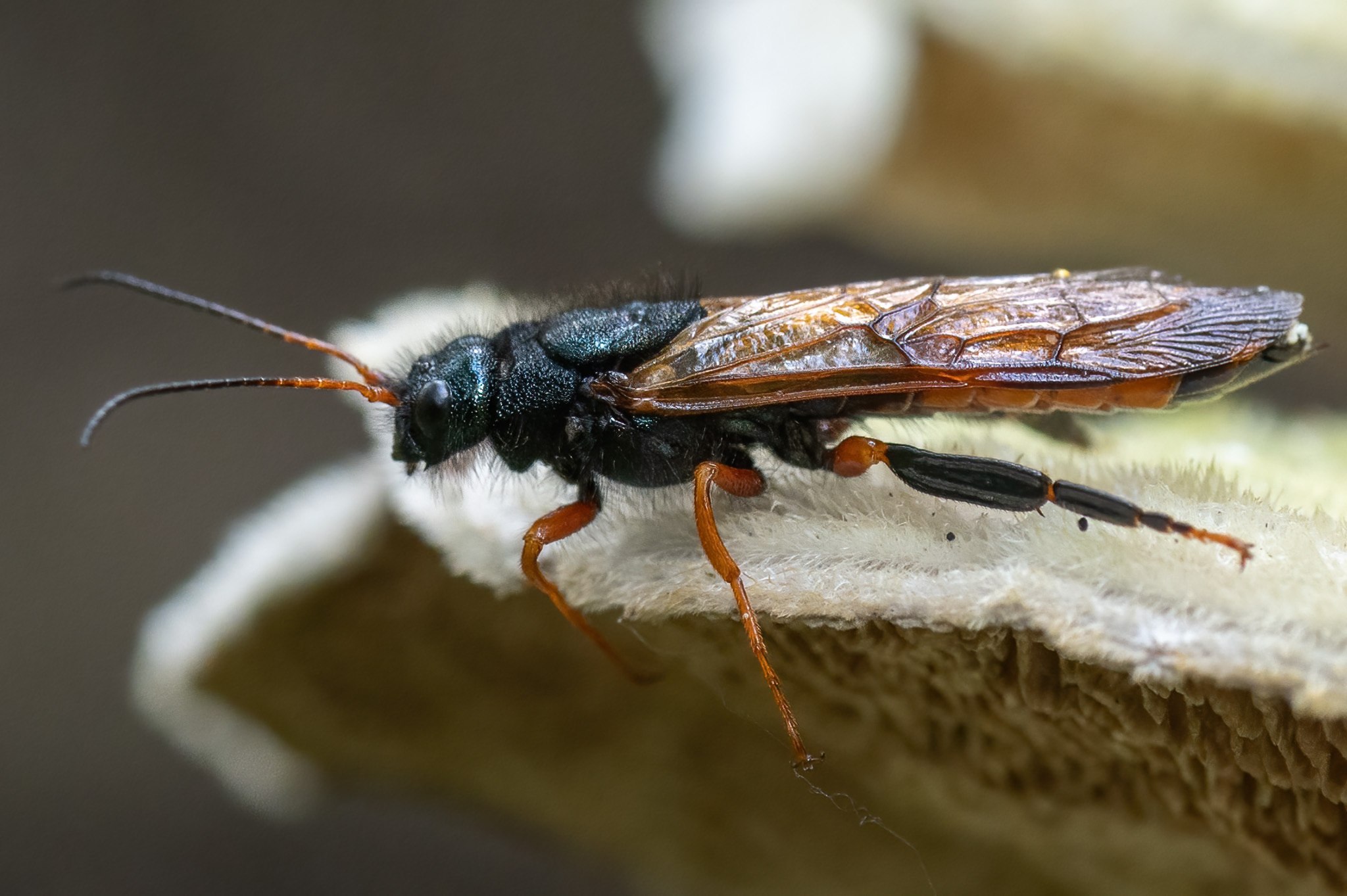 Sirex juvencus