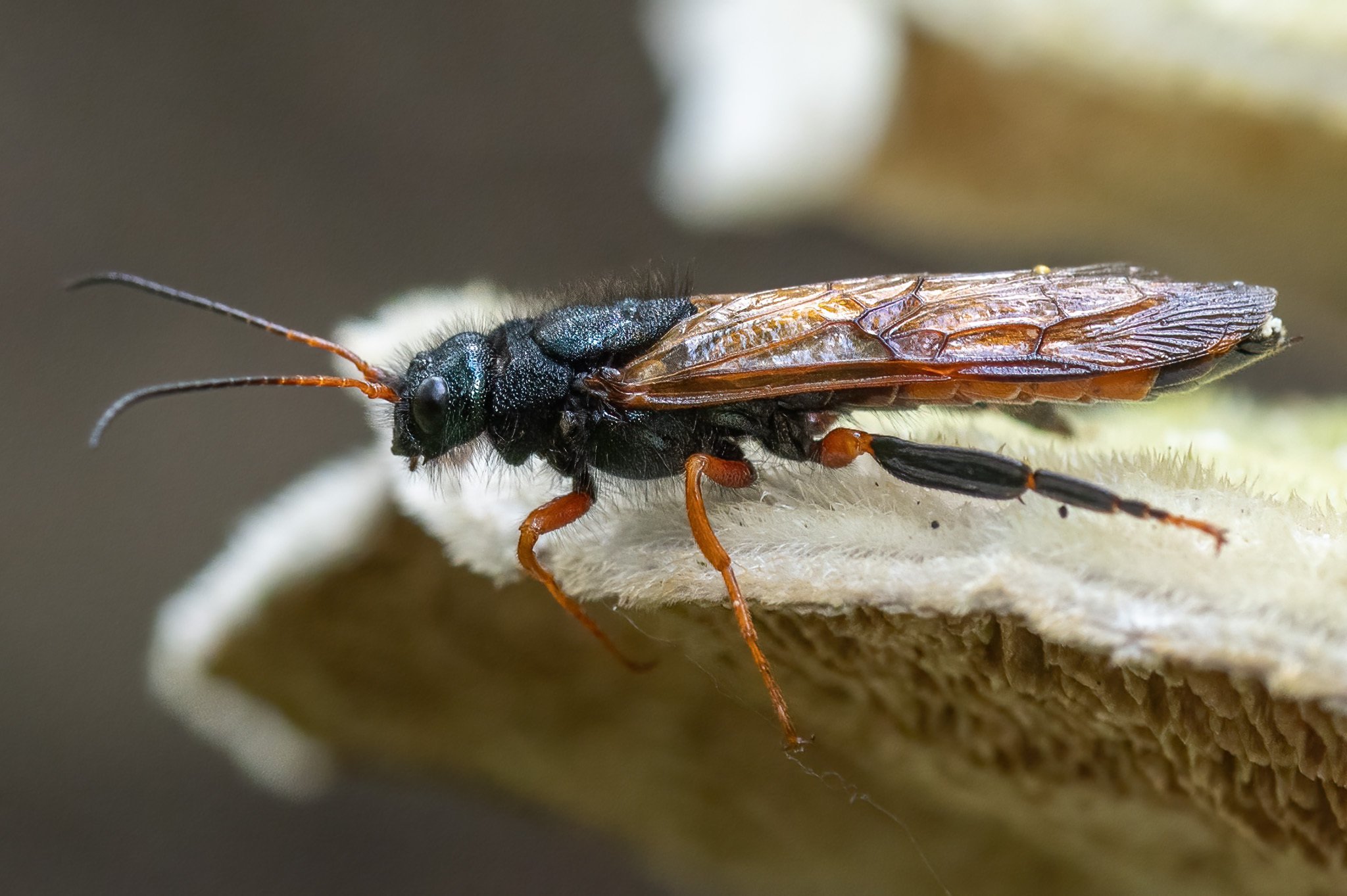 Sirex juvencus
