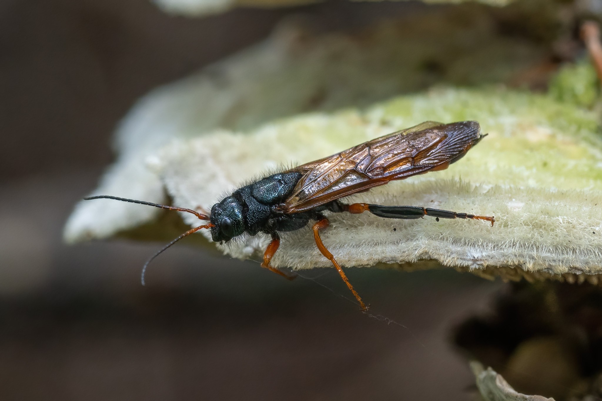 Sirex juvencus