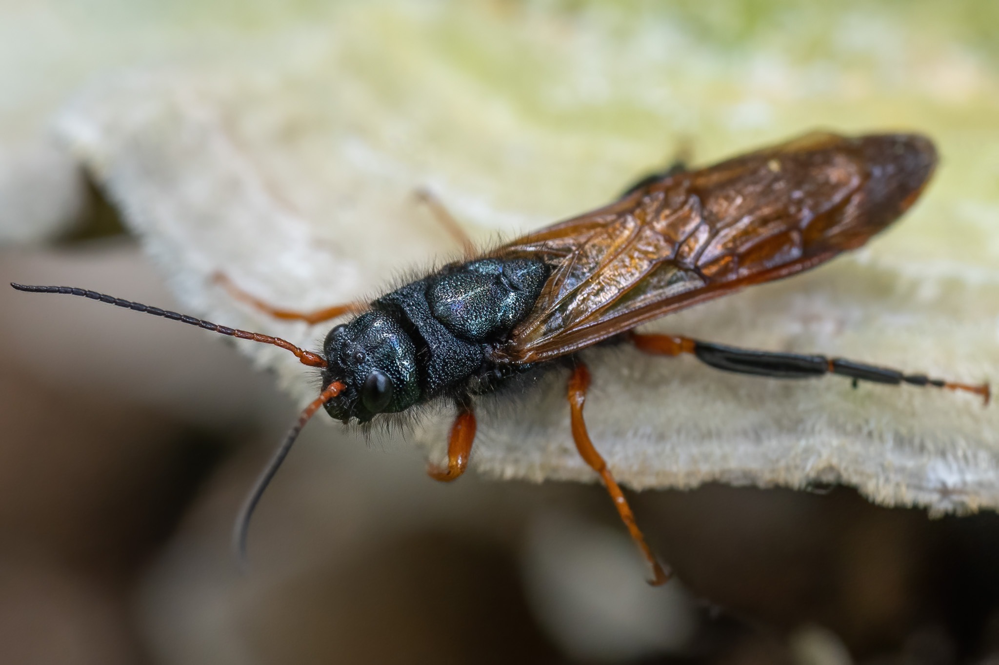 Sirex juvencus