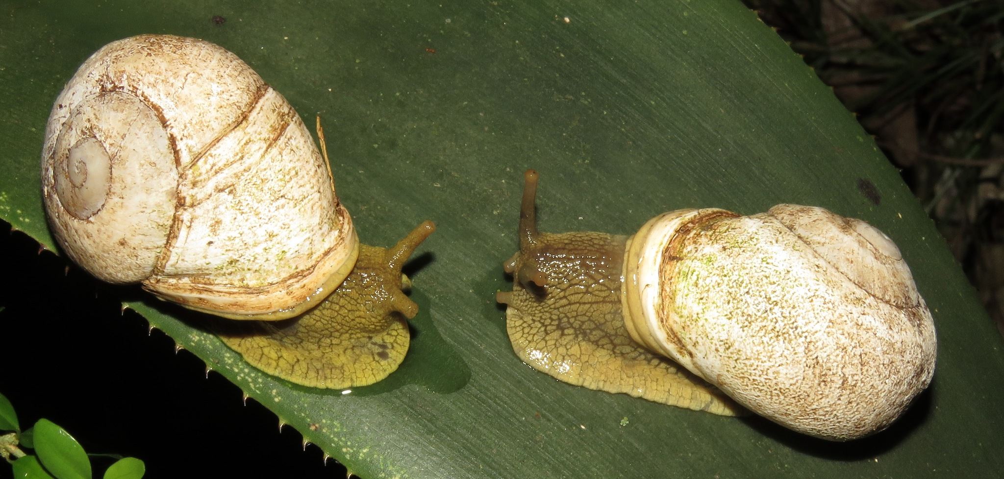 Thelidomus aspera