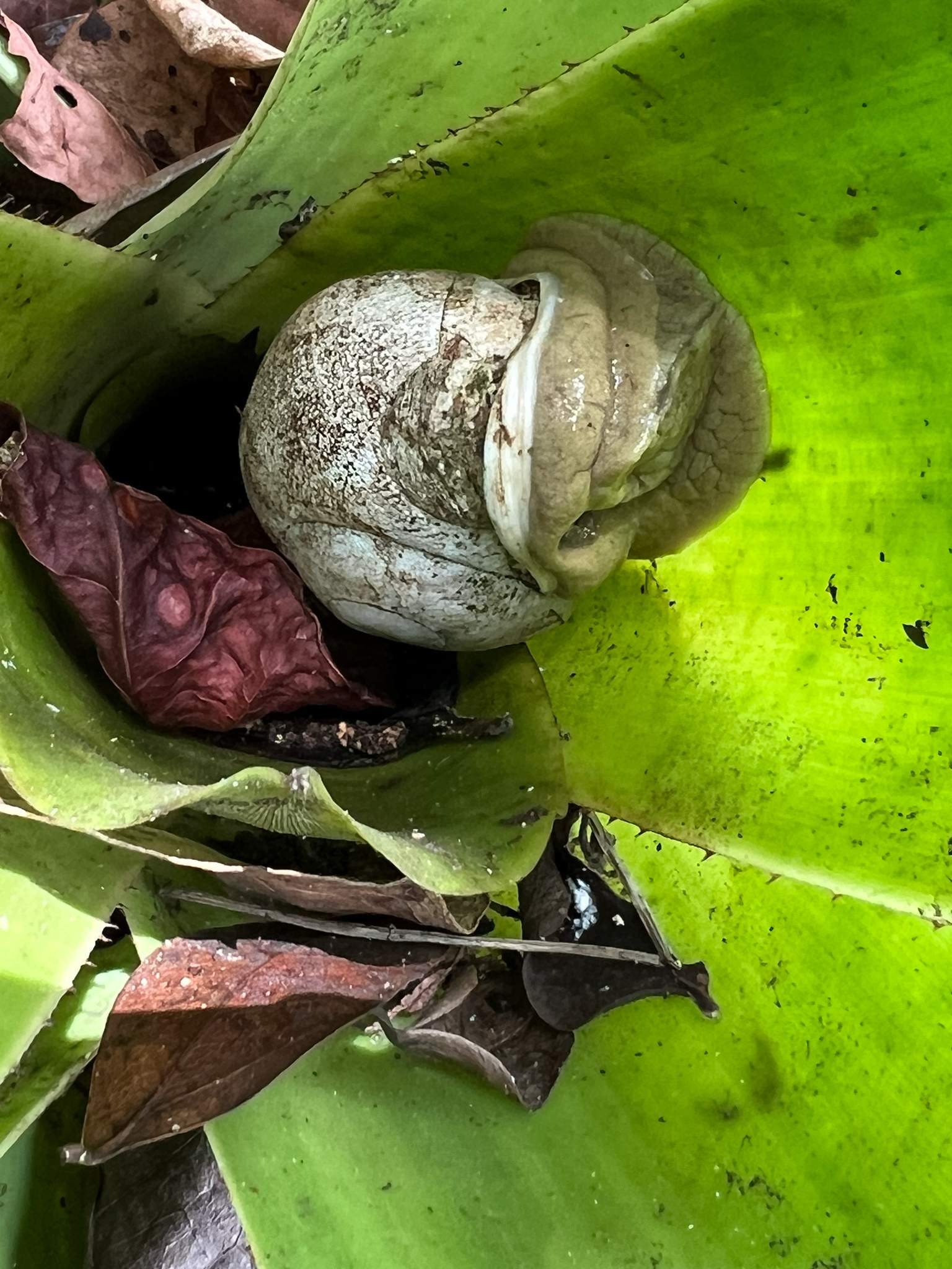 Thelidomus aspera