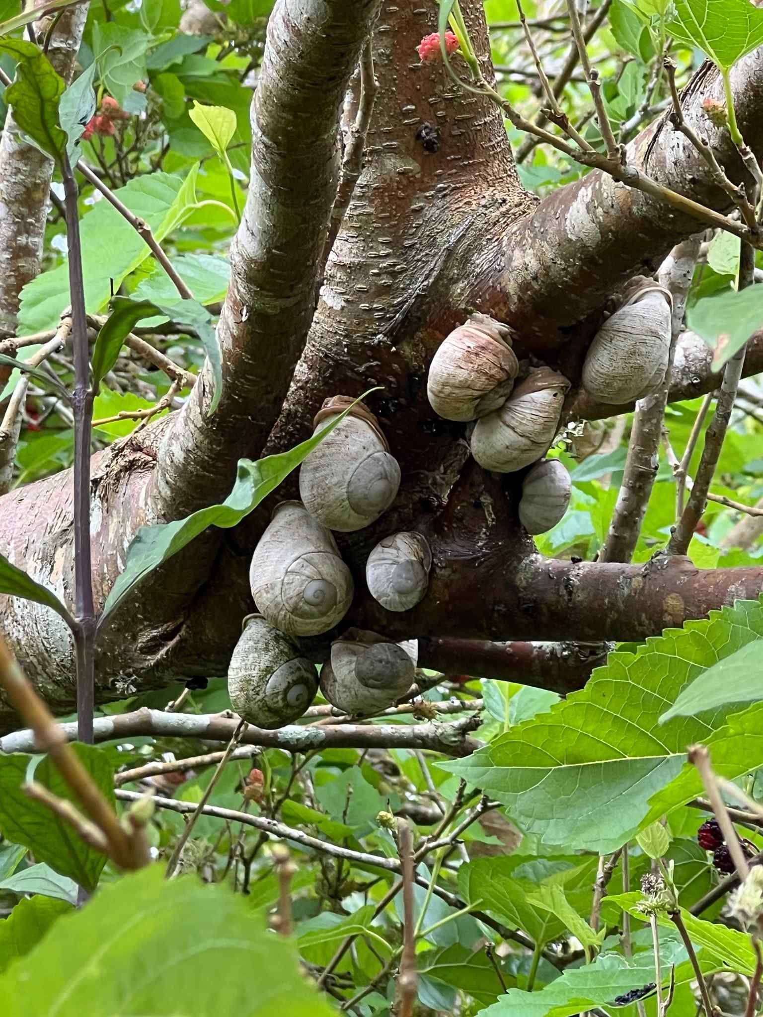 Thelidomus aspera