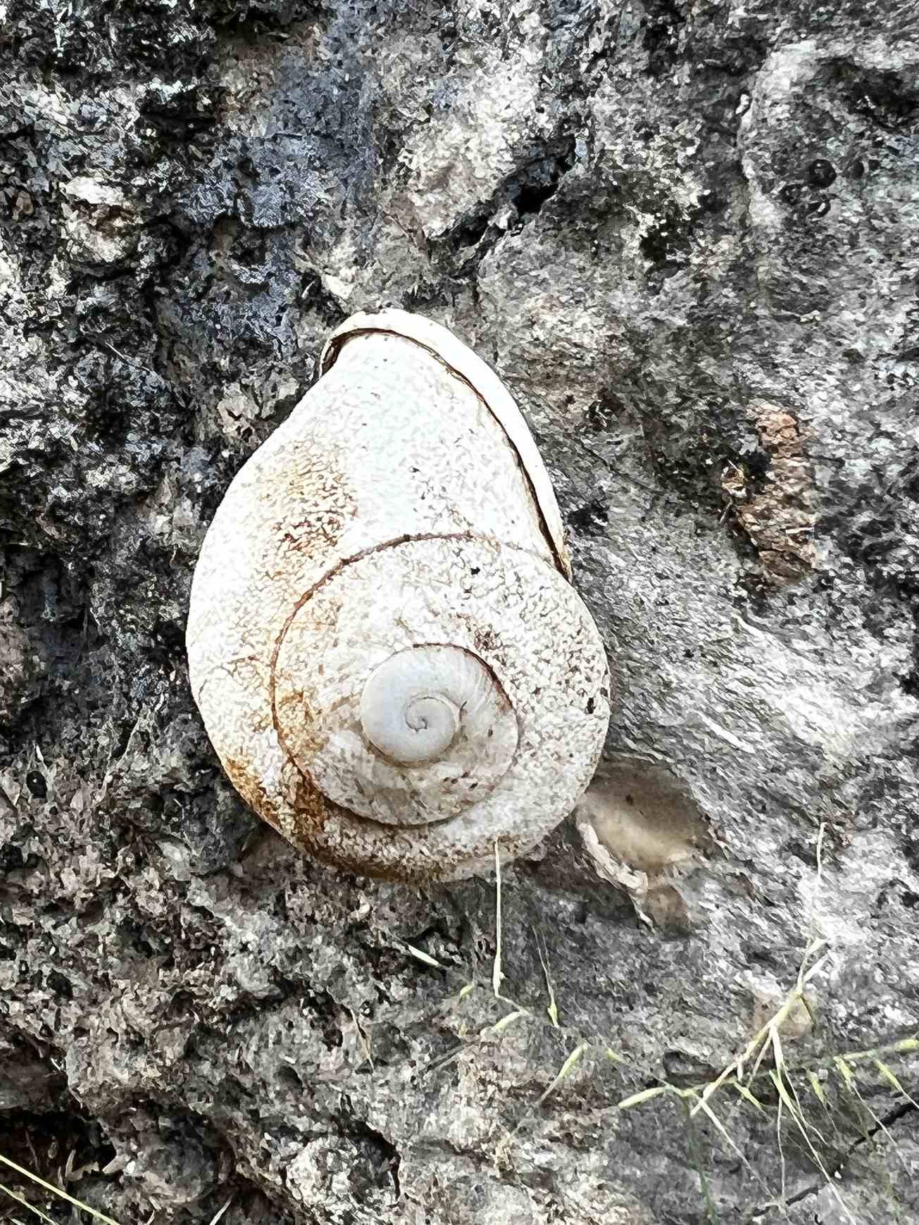 Thelidomus aspera