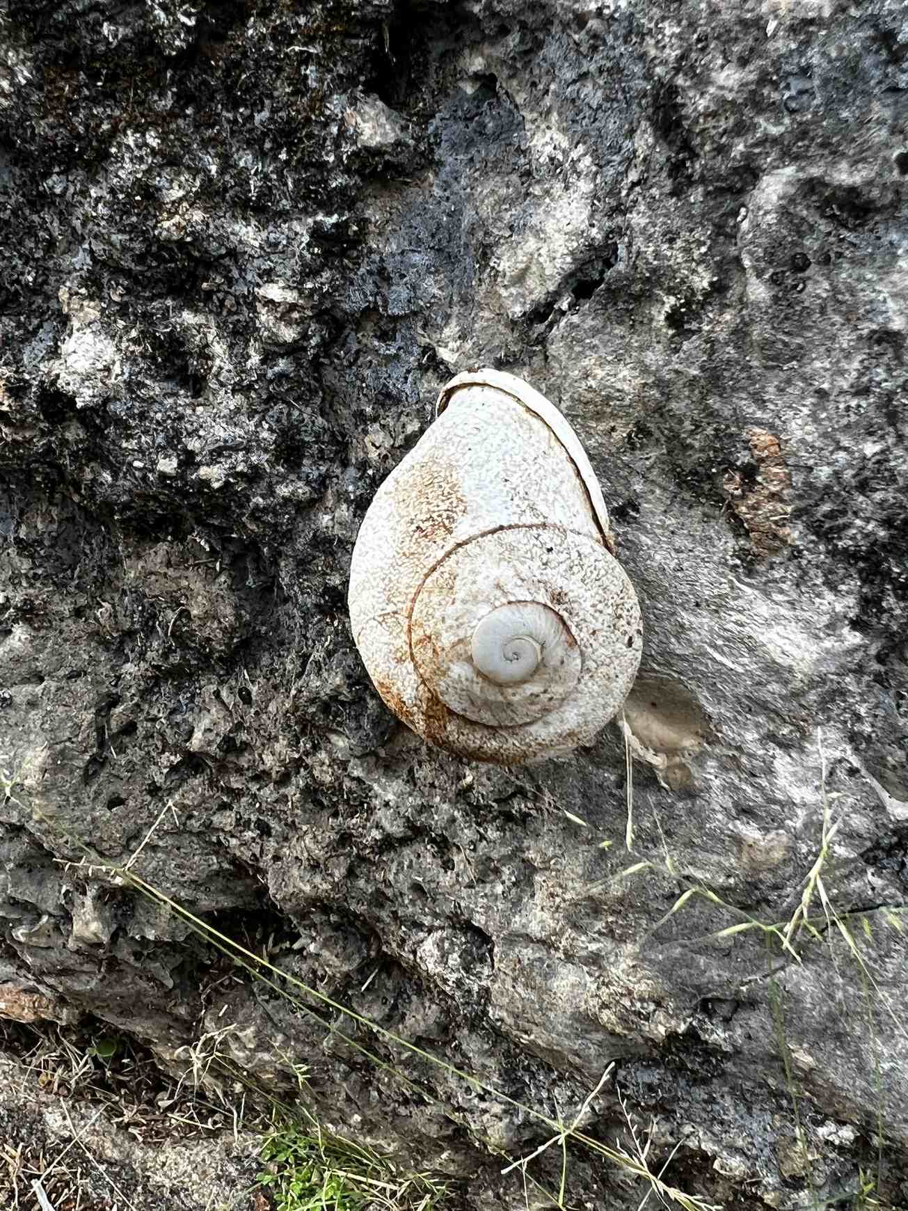 Thelidomus aspera
