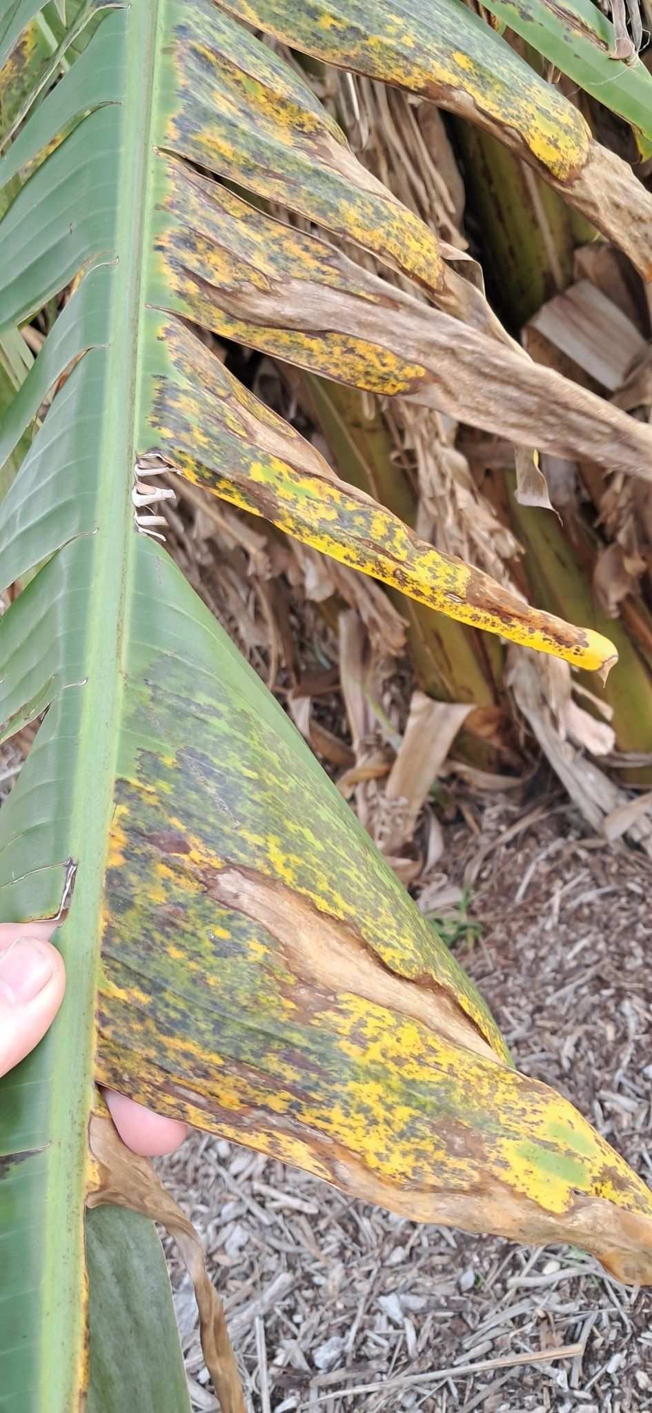 Pseudocercospora musae