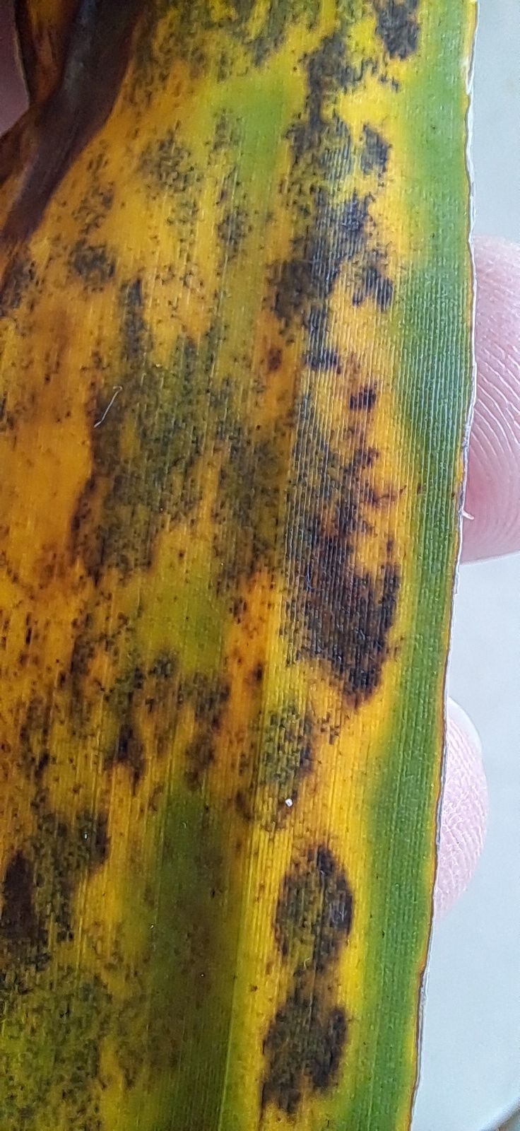 Pseudocercospora musae