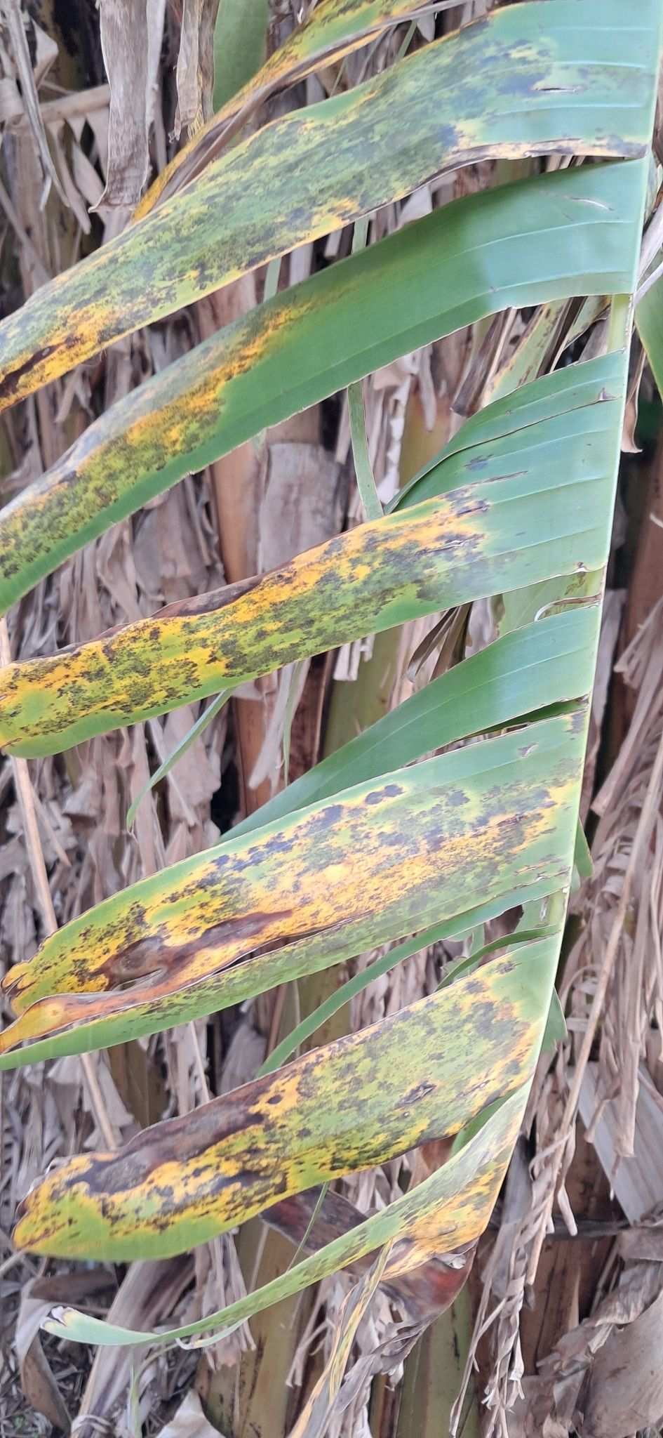 Pseudocercospora musae