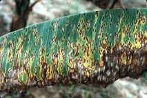 Pseudocercospora musae