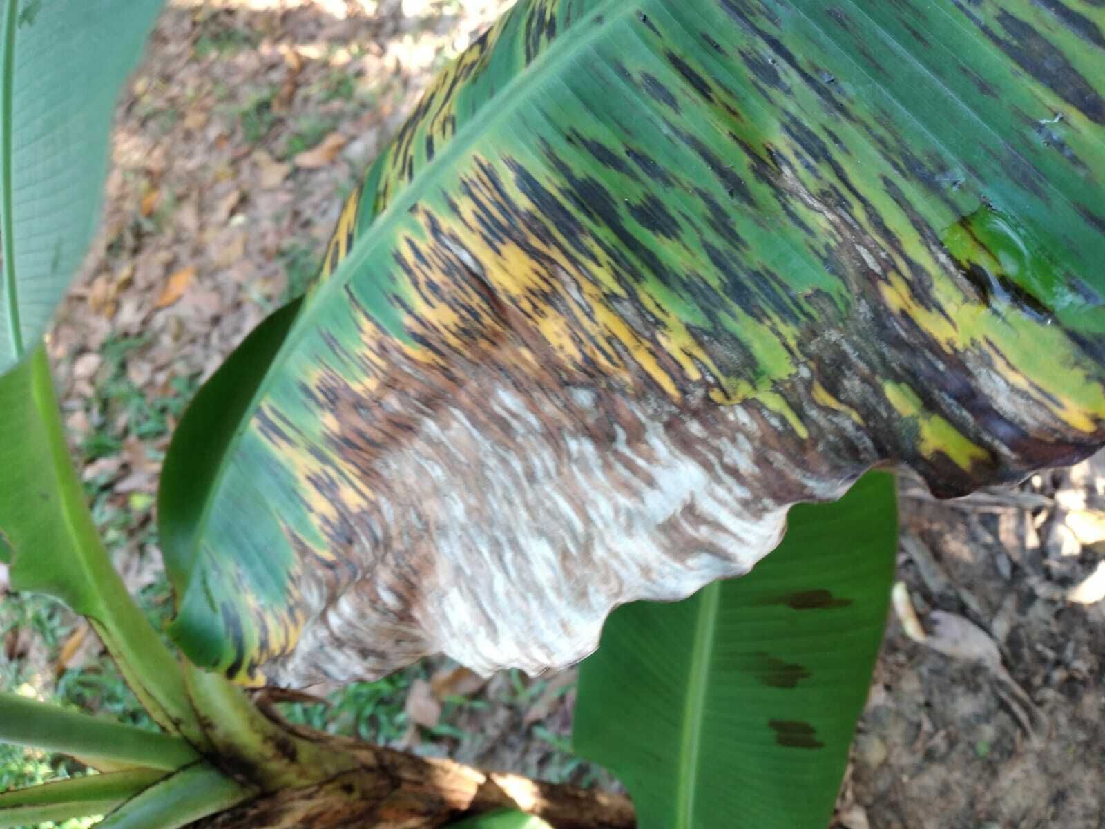 Pseudocercospora musae