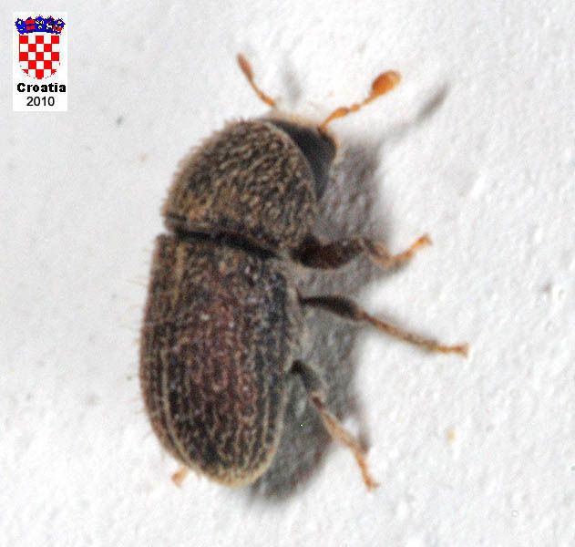 Hypoborus