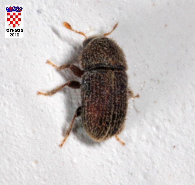 Hypoborus