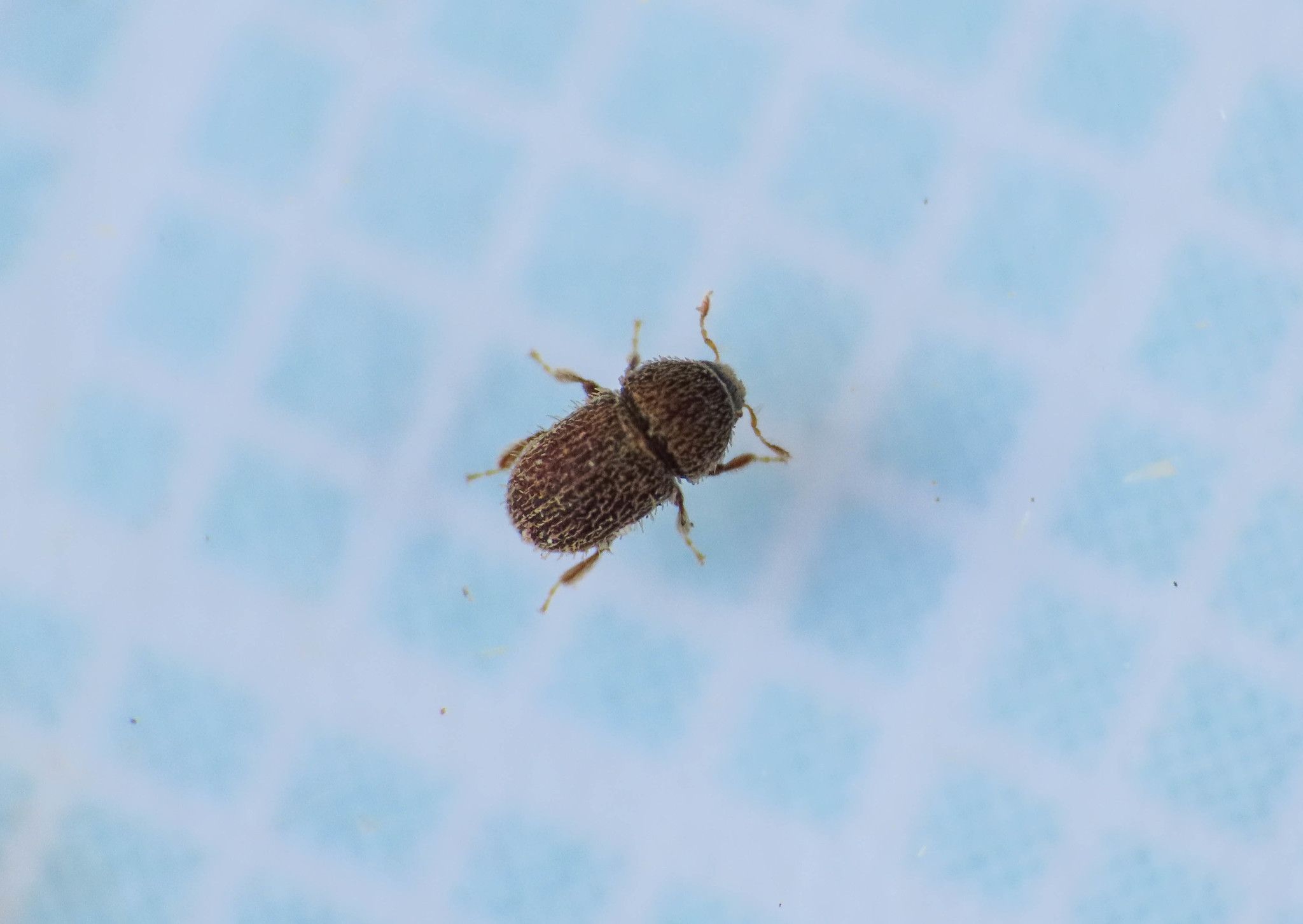 Hypoborus