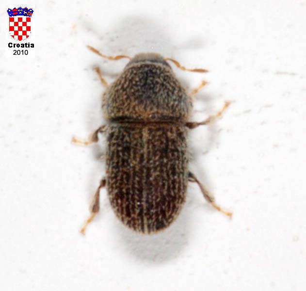 Hypoborus