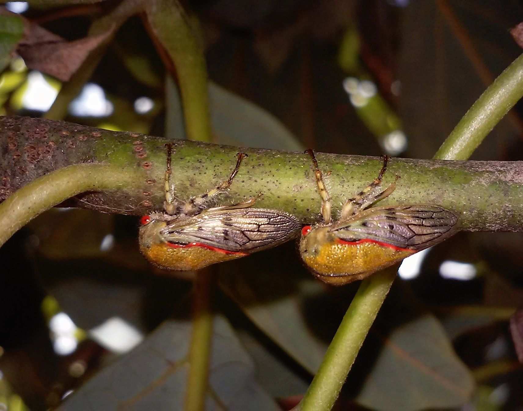 Metcalfiella monogramma