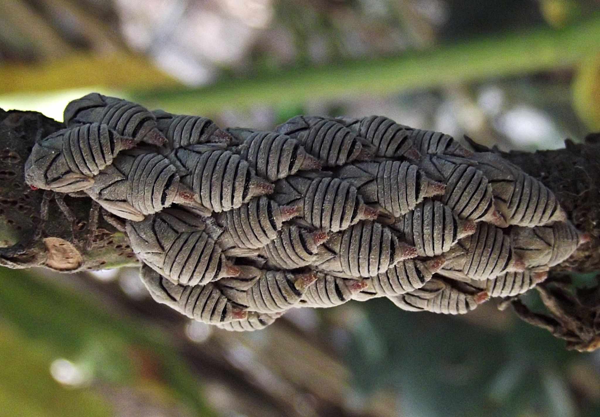 Metcalfiella monogramma