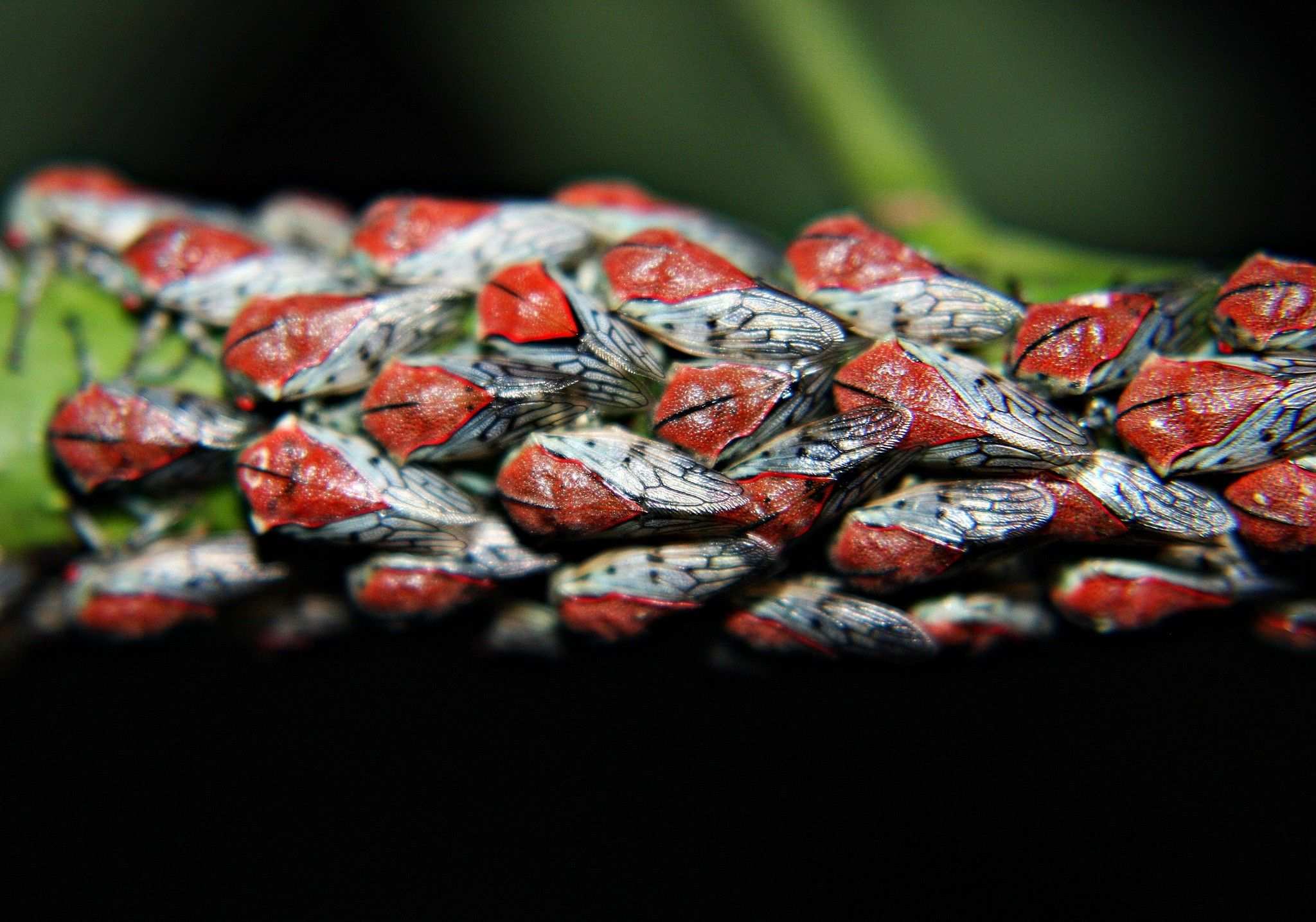 Metcalfiella monogramma