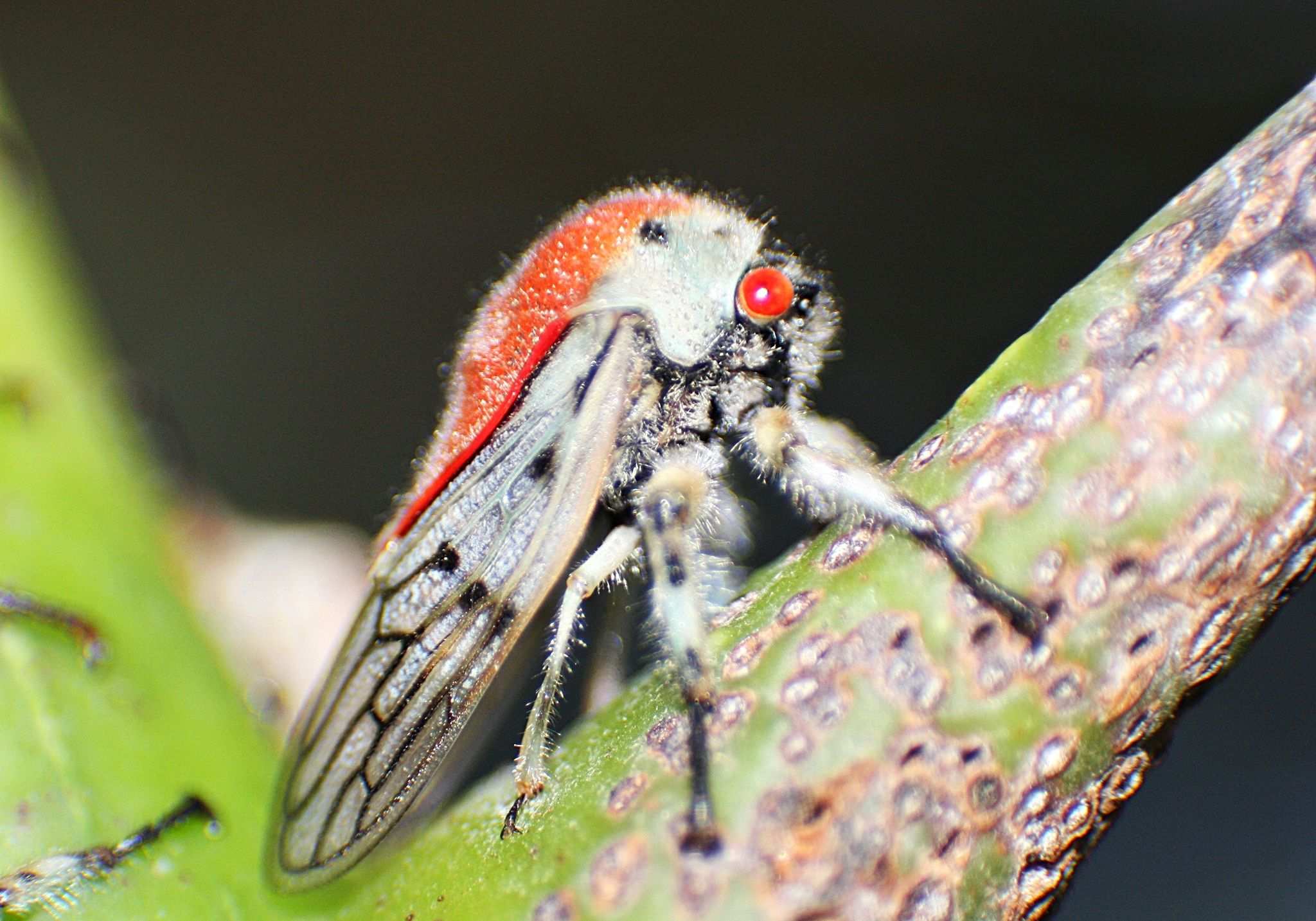 Metcalfiella monogramma
