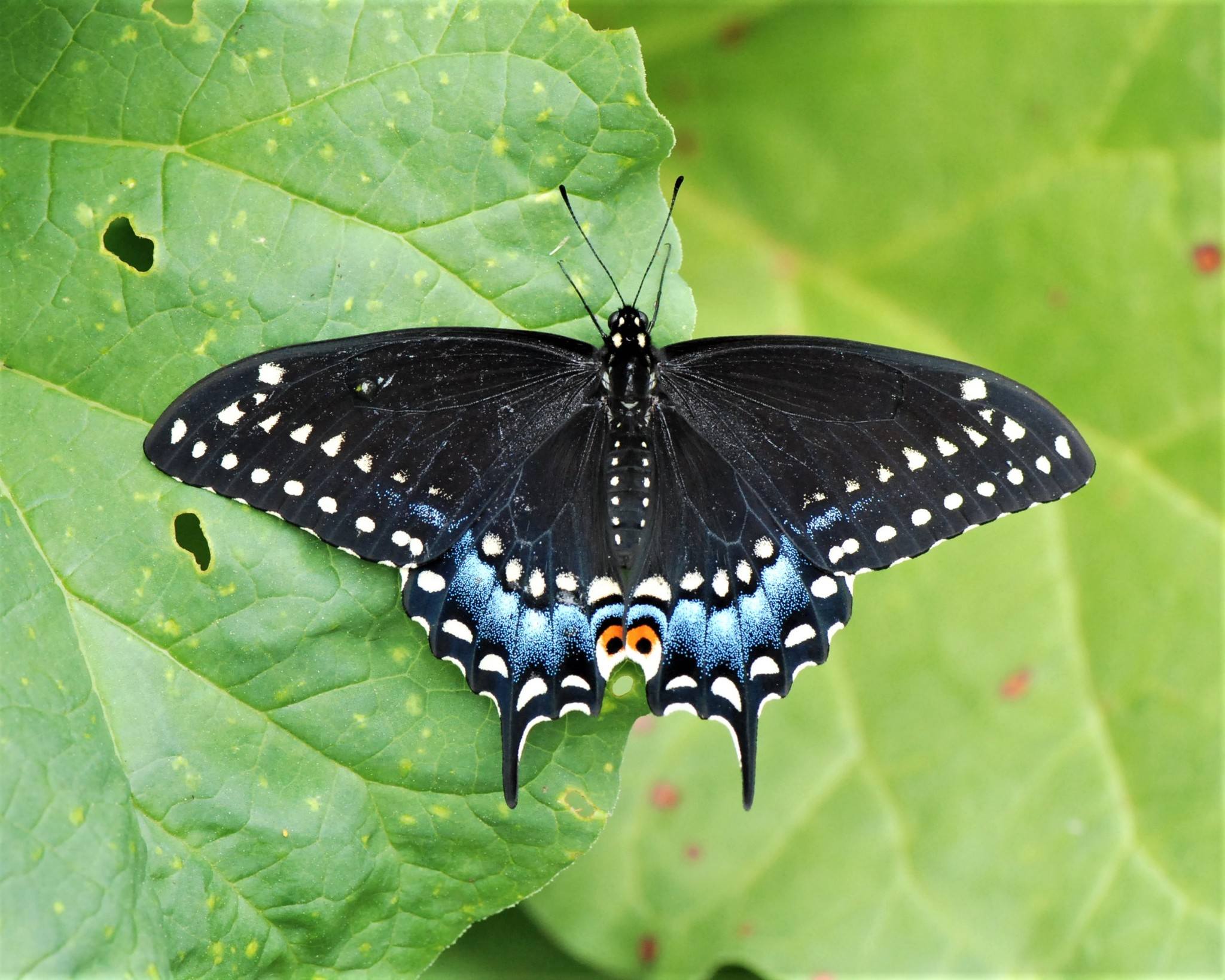Papilio polyxenes