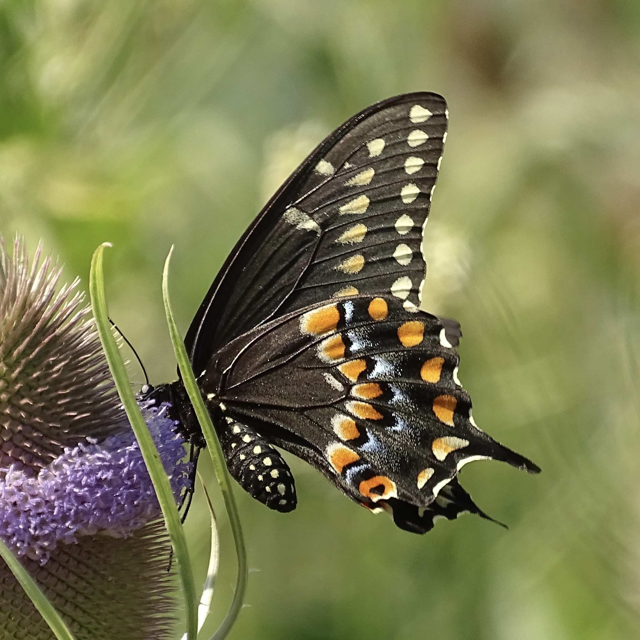 Papilio polyxenes