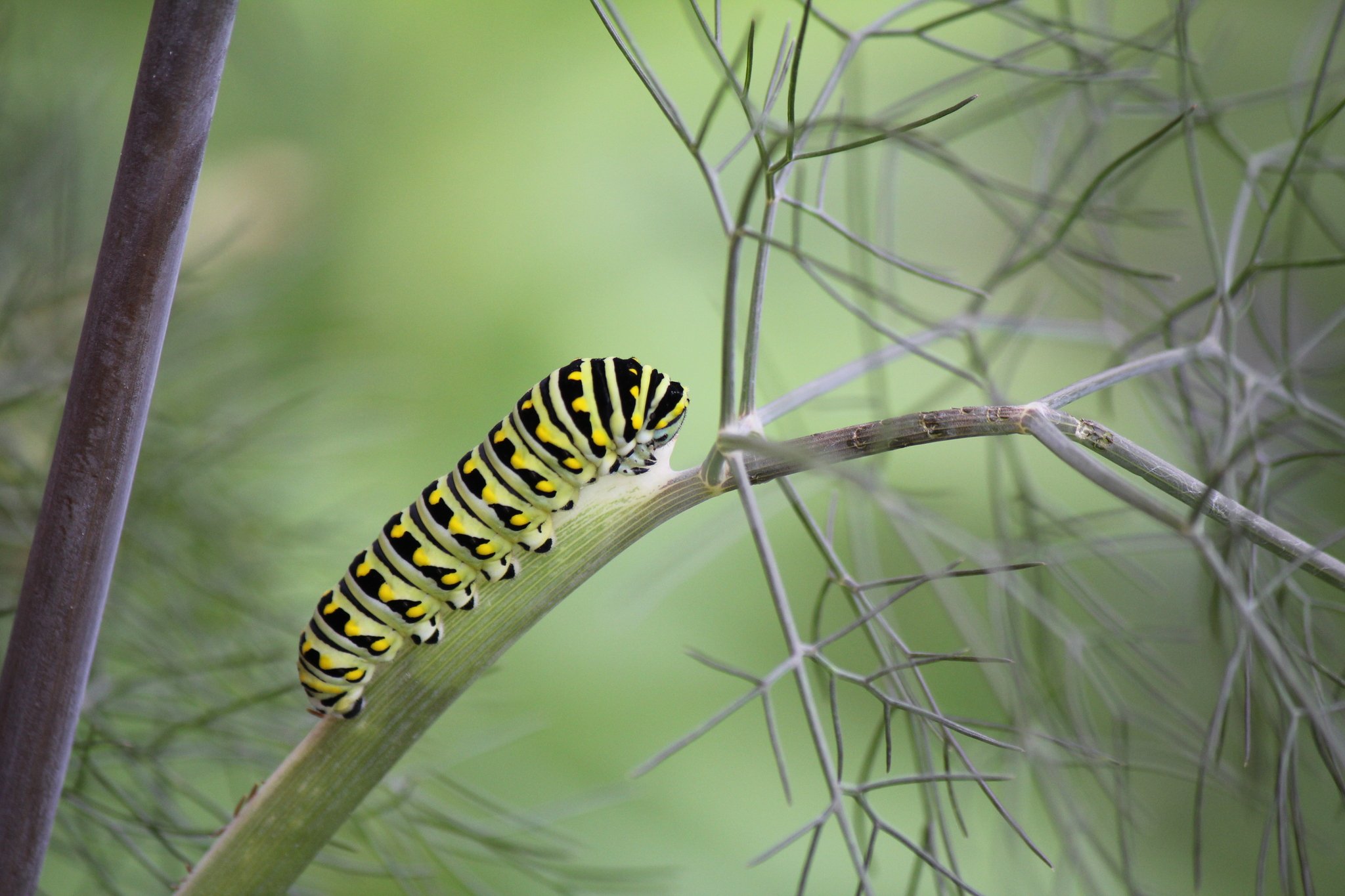 Papilio polyxenes