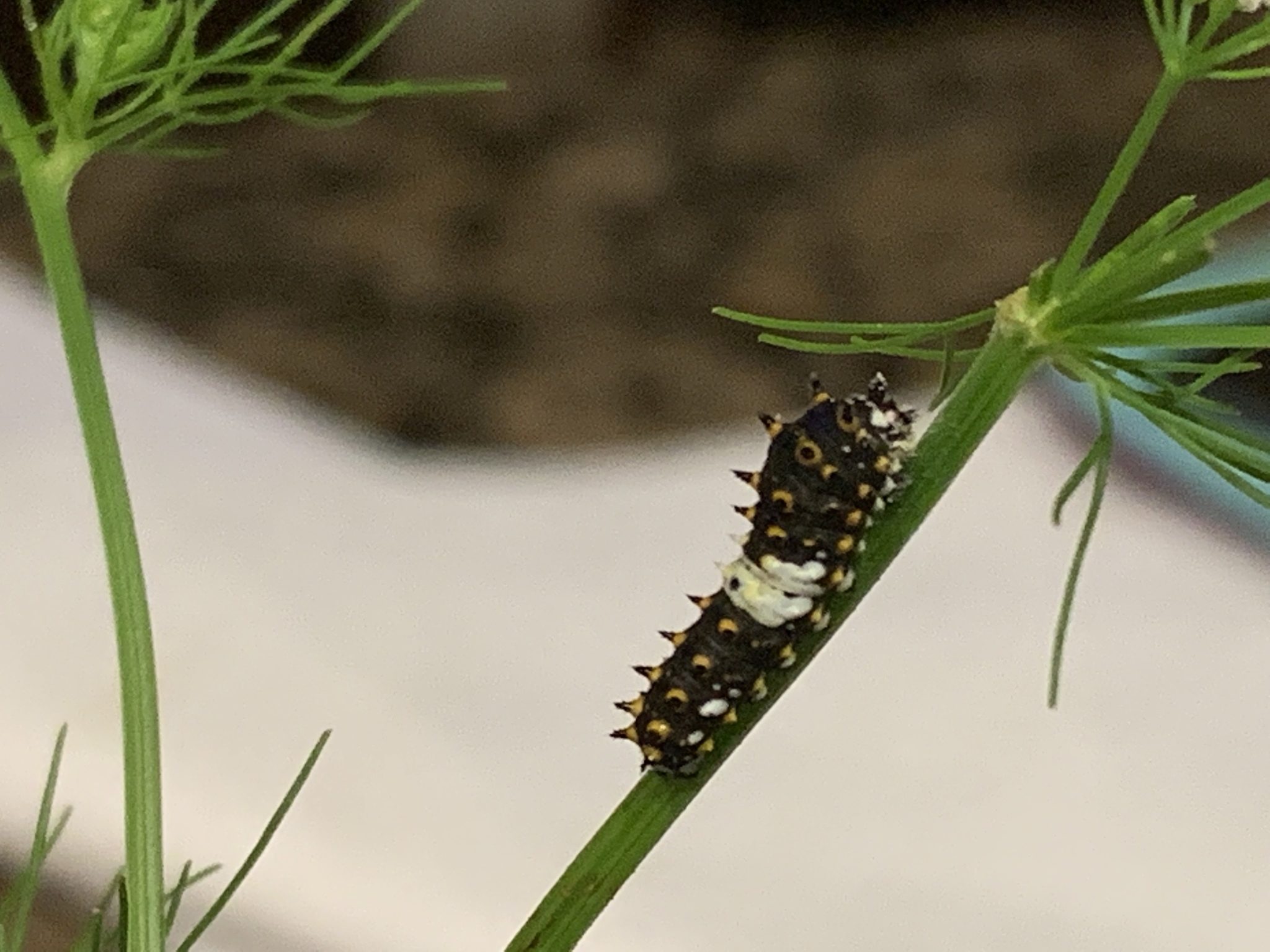 Papilio polyxenes