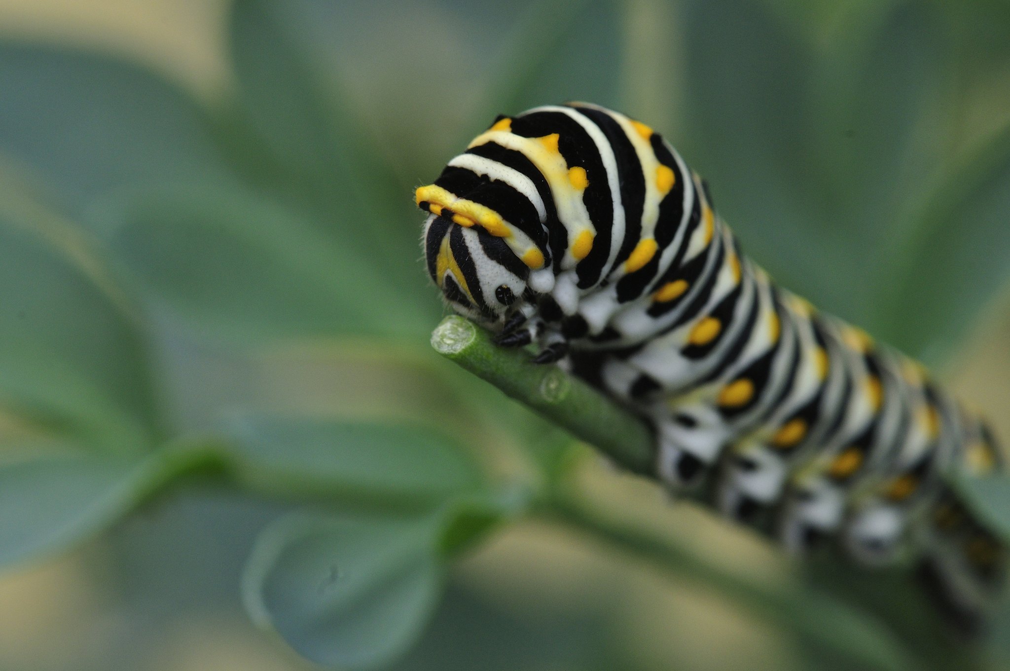Papilio polyxenes