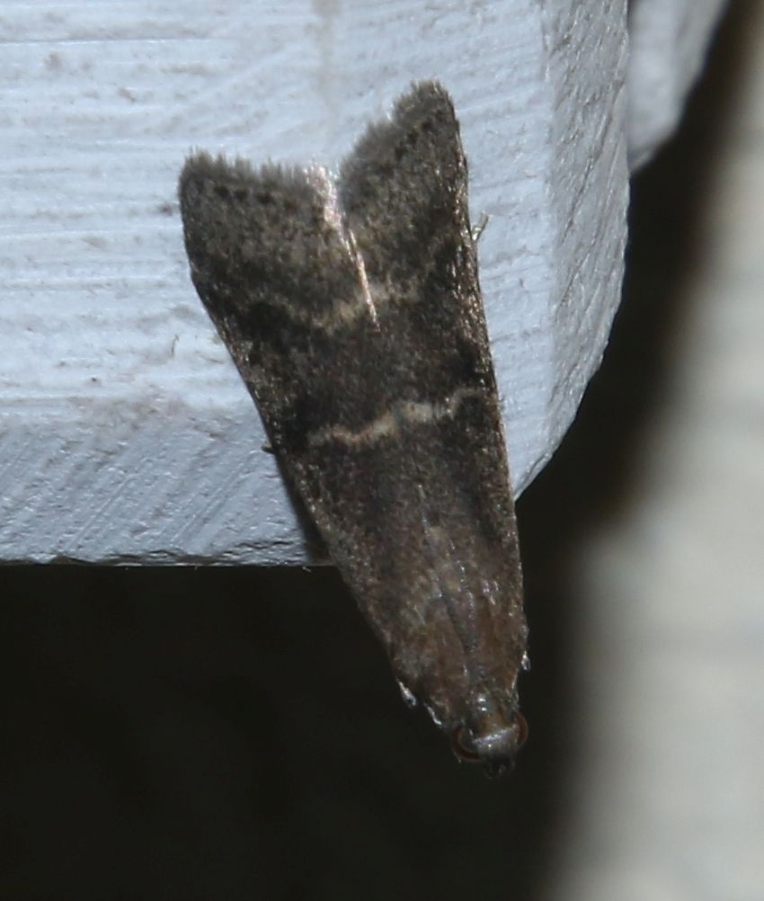 Euzophera bigella