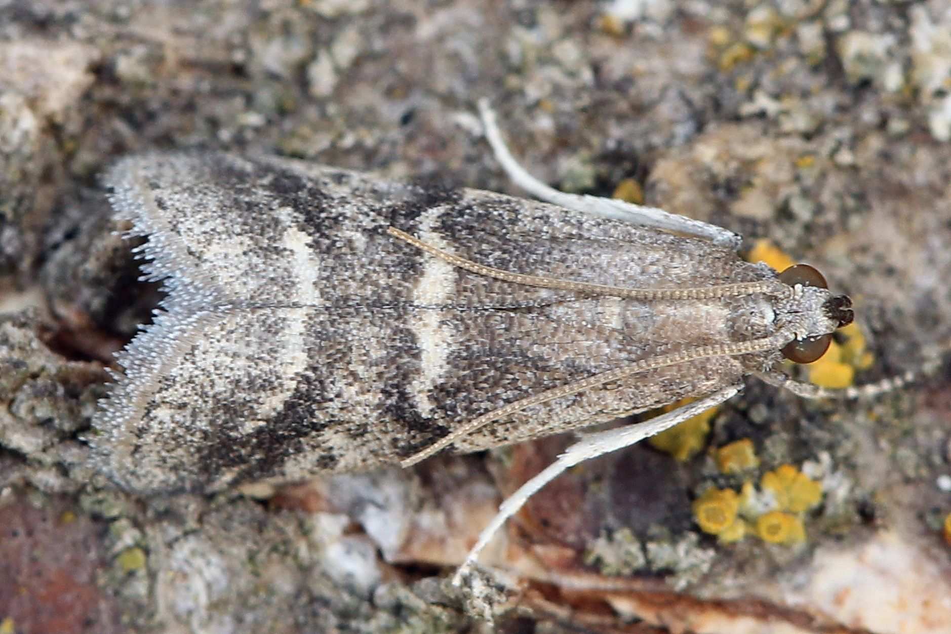 Euzophera bigella