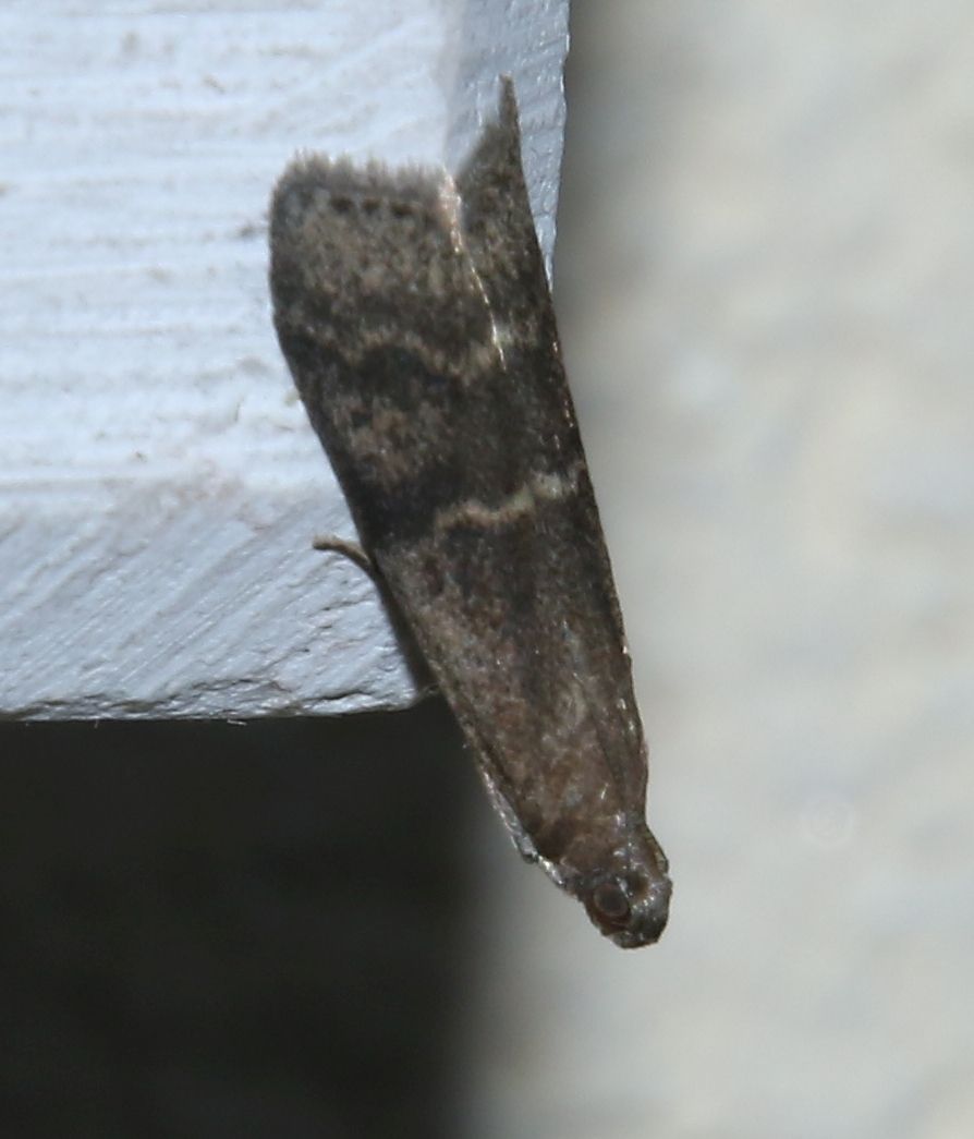 Euzophera bigella