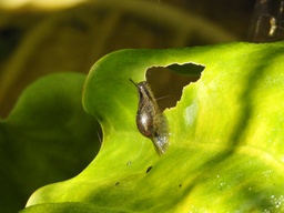 Omalonyx