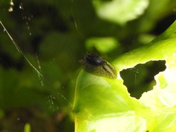 Omalonyx