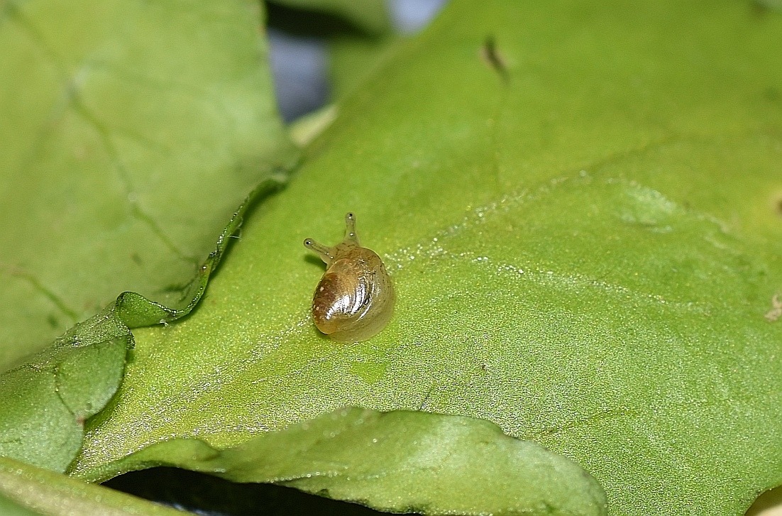 Omalonyx