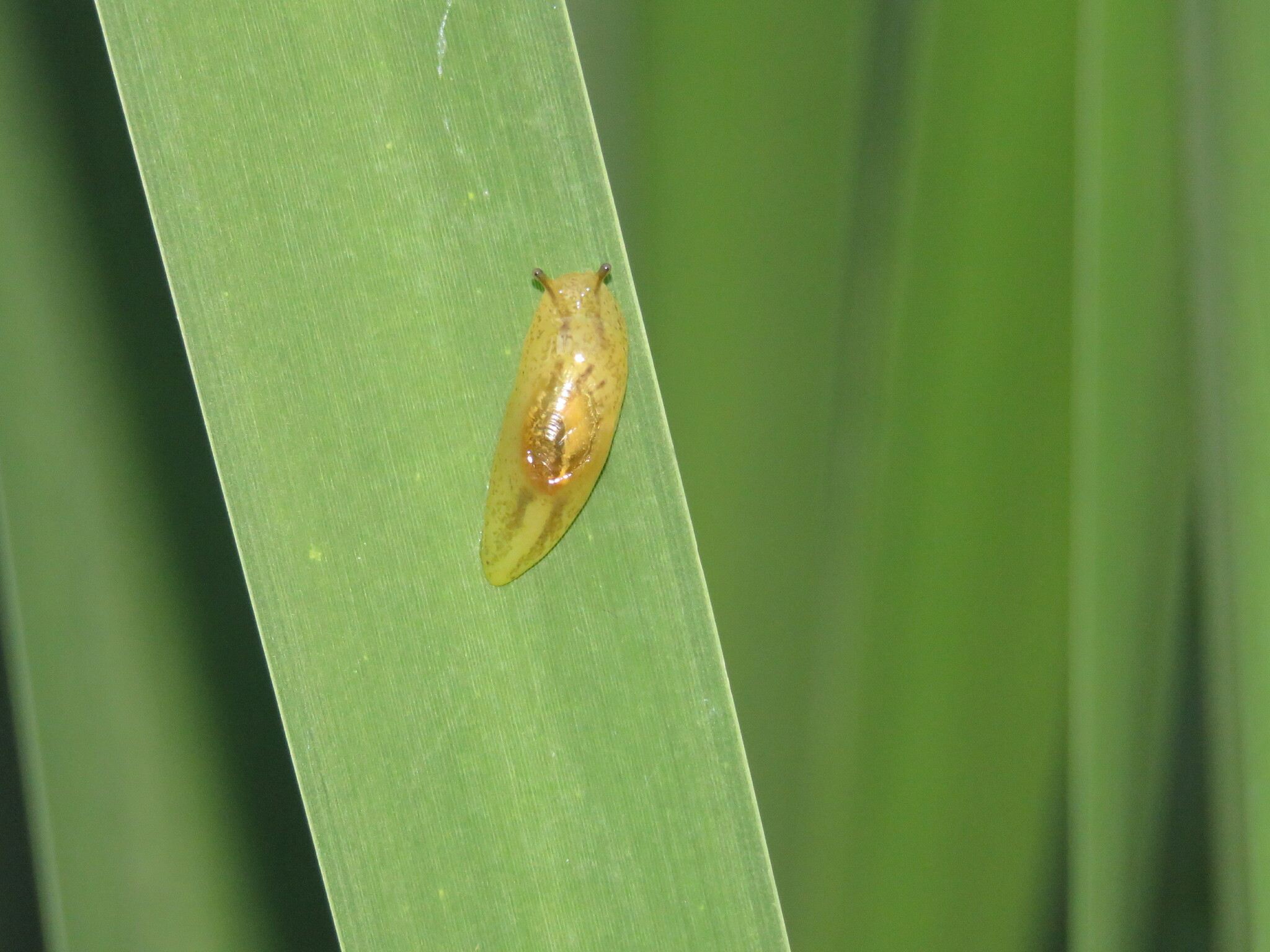 Omalonyx