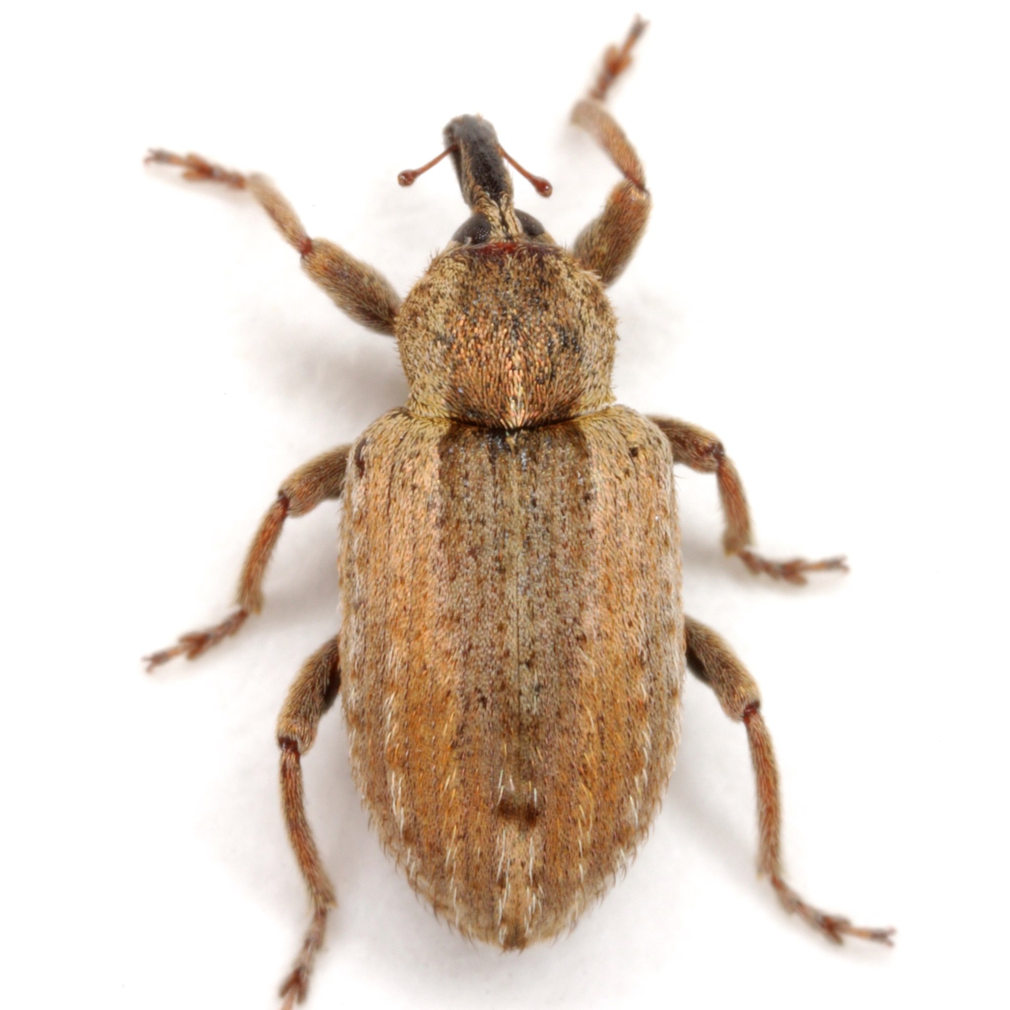 Hypera postica