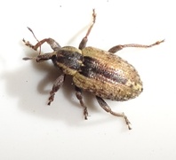 Hypera postica