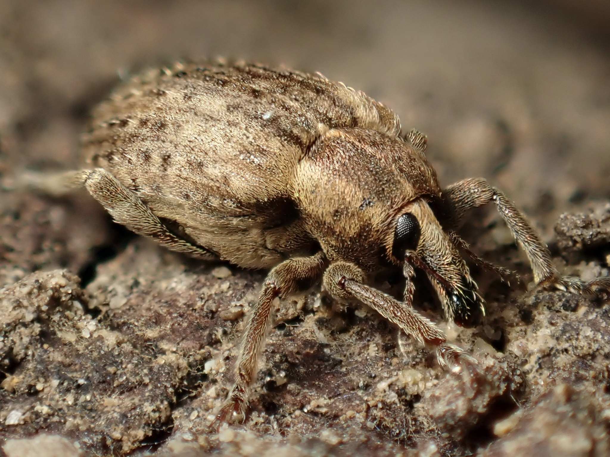 Hypera postica