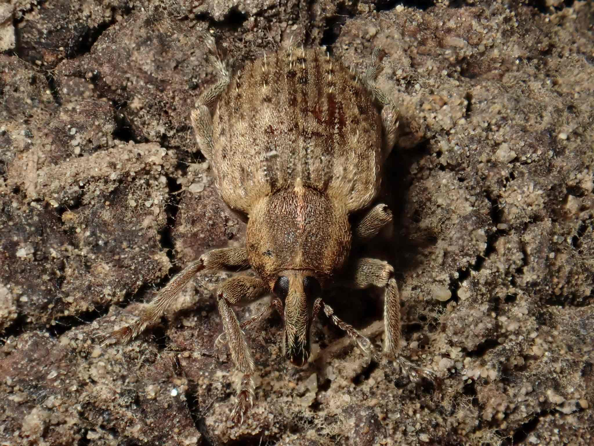 Hypera postica