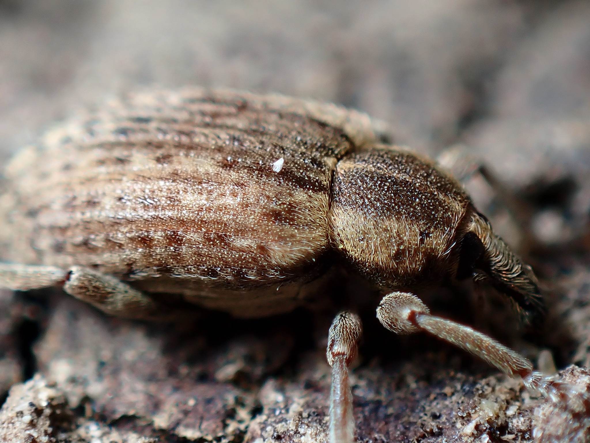 Hypera postica