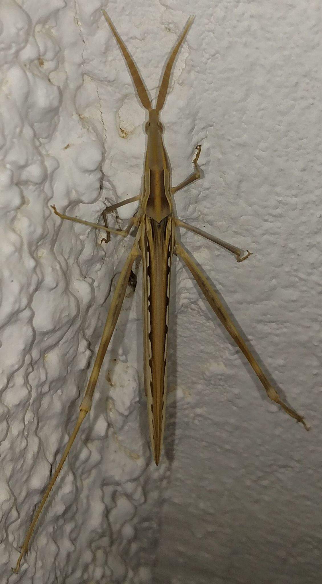 Acrida turrita