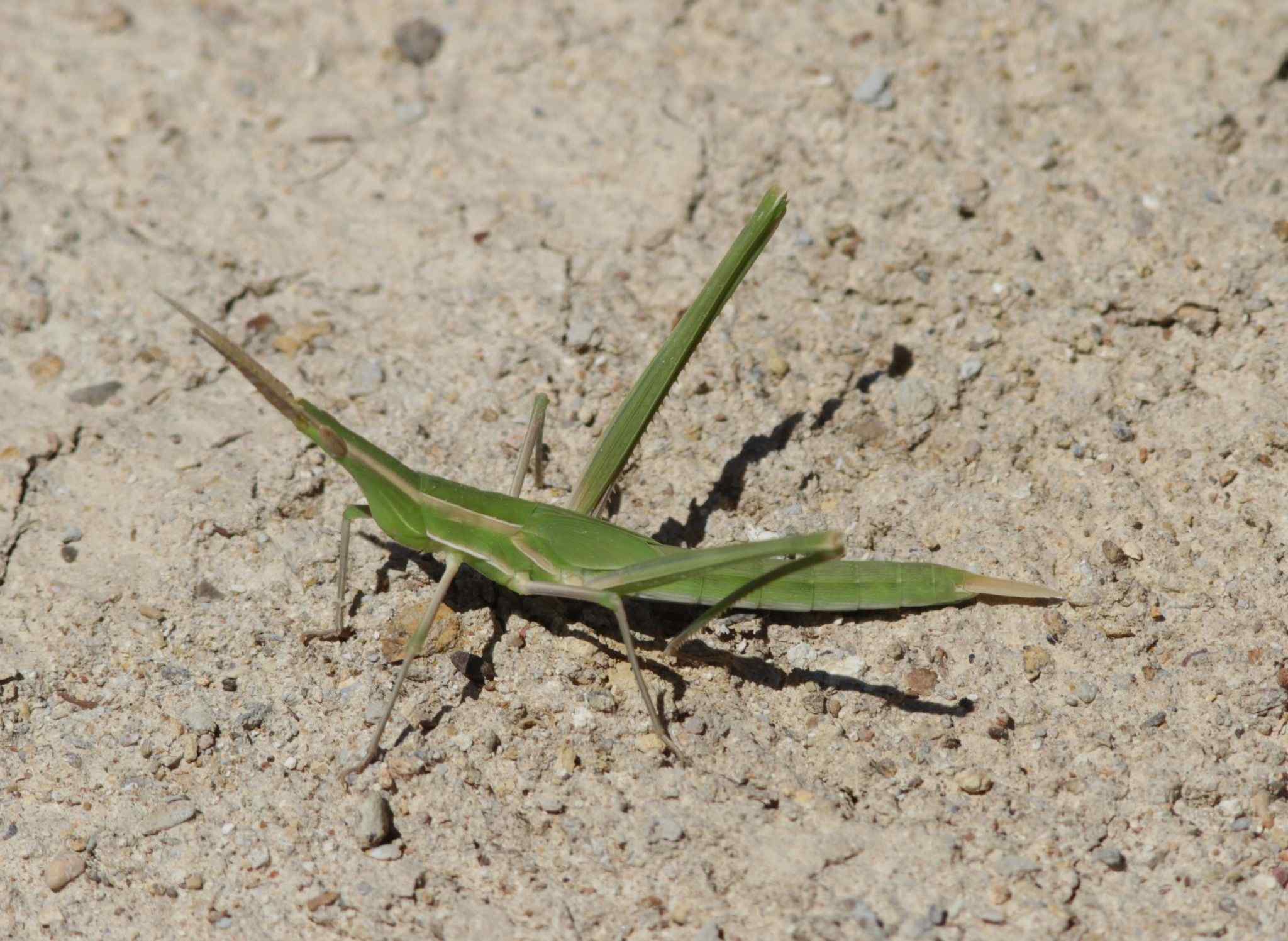 Acrida turrita