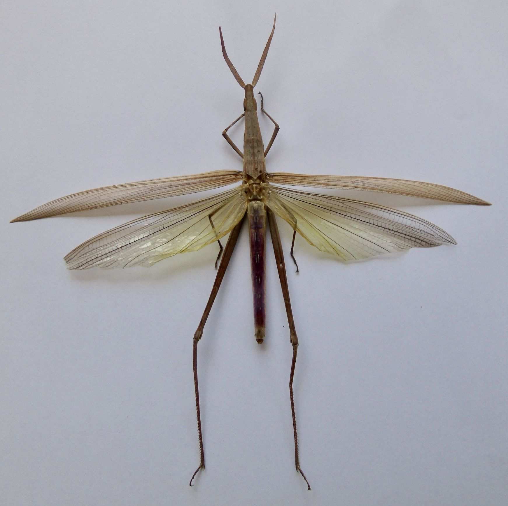 Acrida turrita