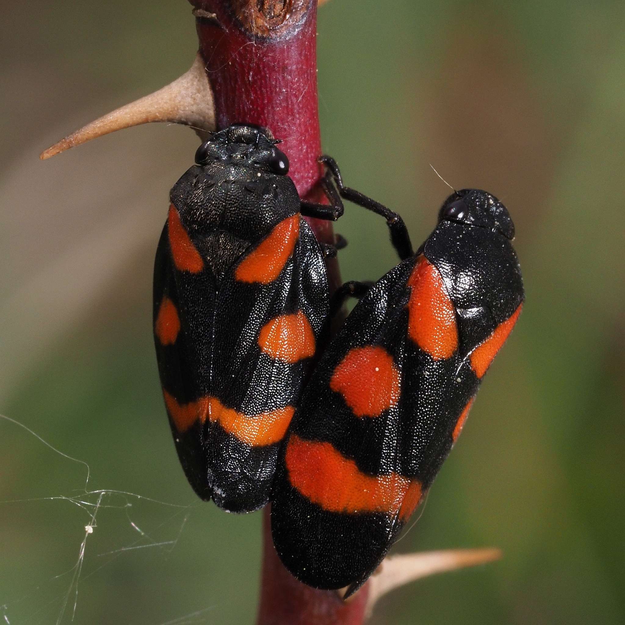 Cercopis sanguinolenta
