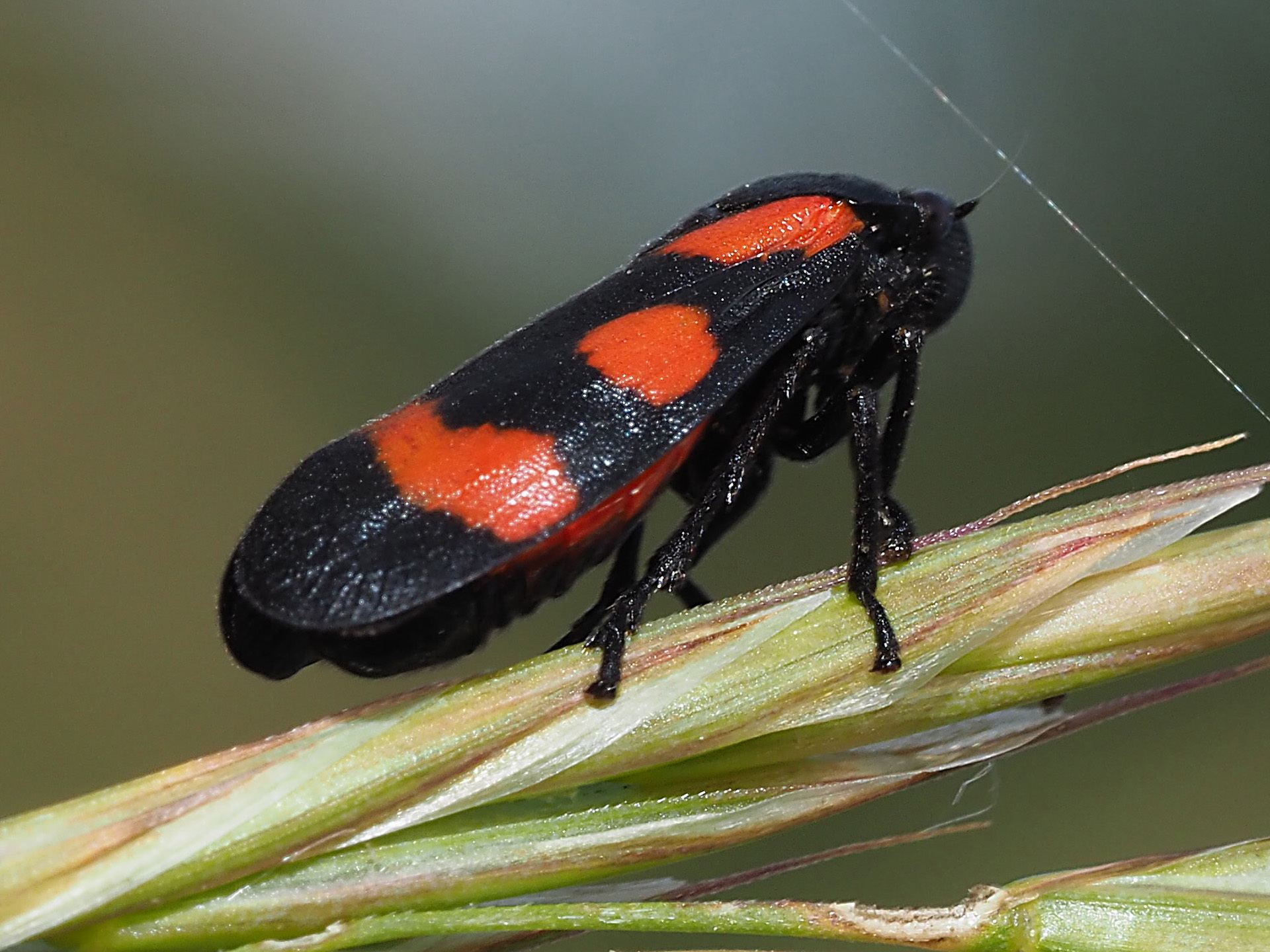 Cercopis sanguinolenta