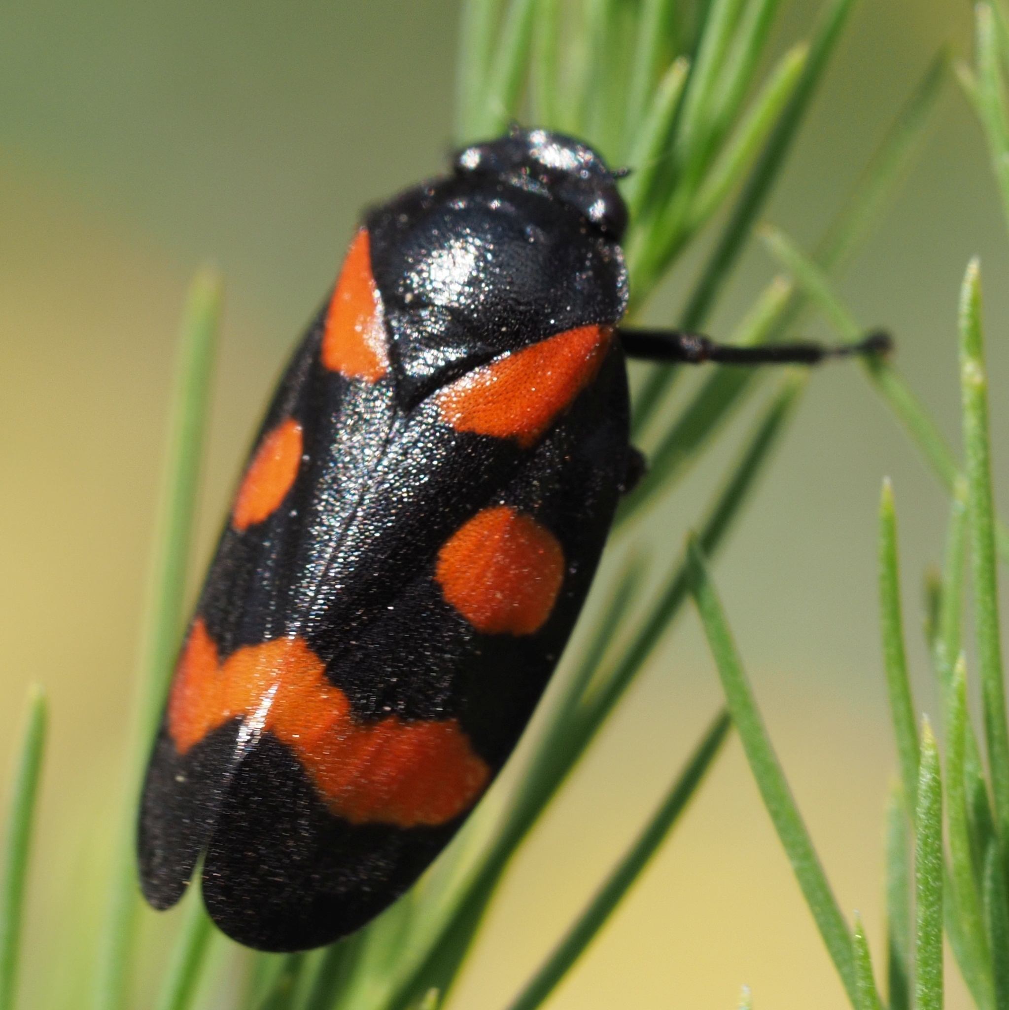 Cercopis sanguinolenta